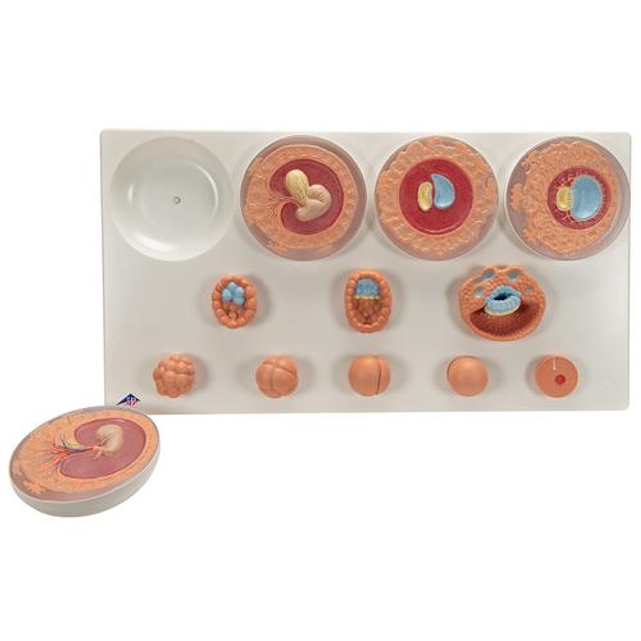 Embryonic Development In 12 Stages