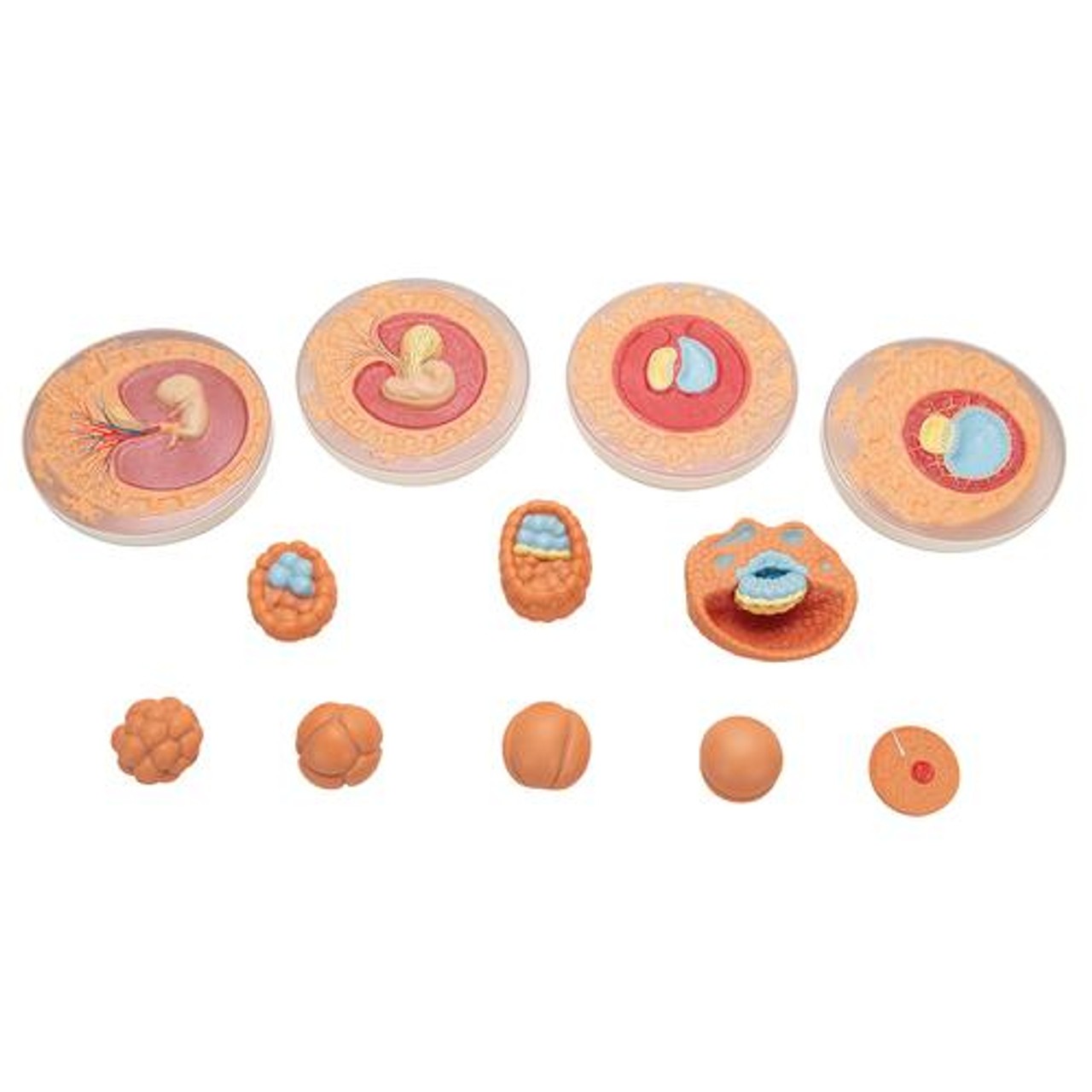 Embryonic Development In 12 Stages