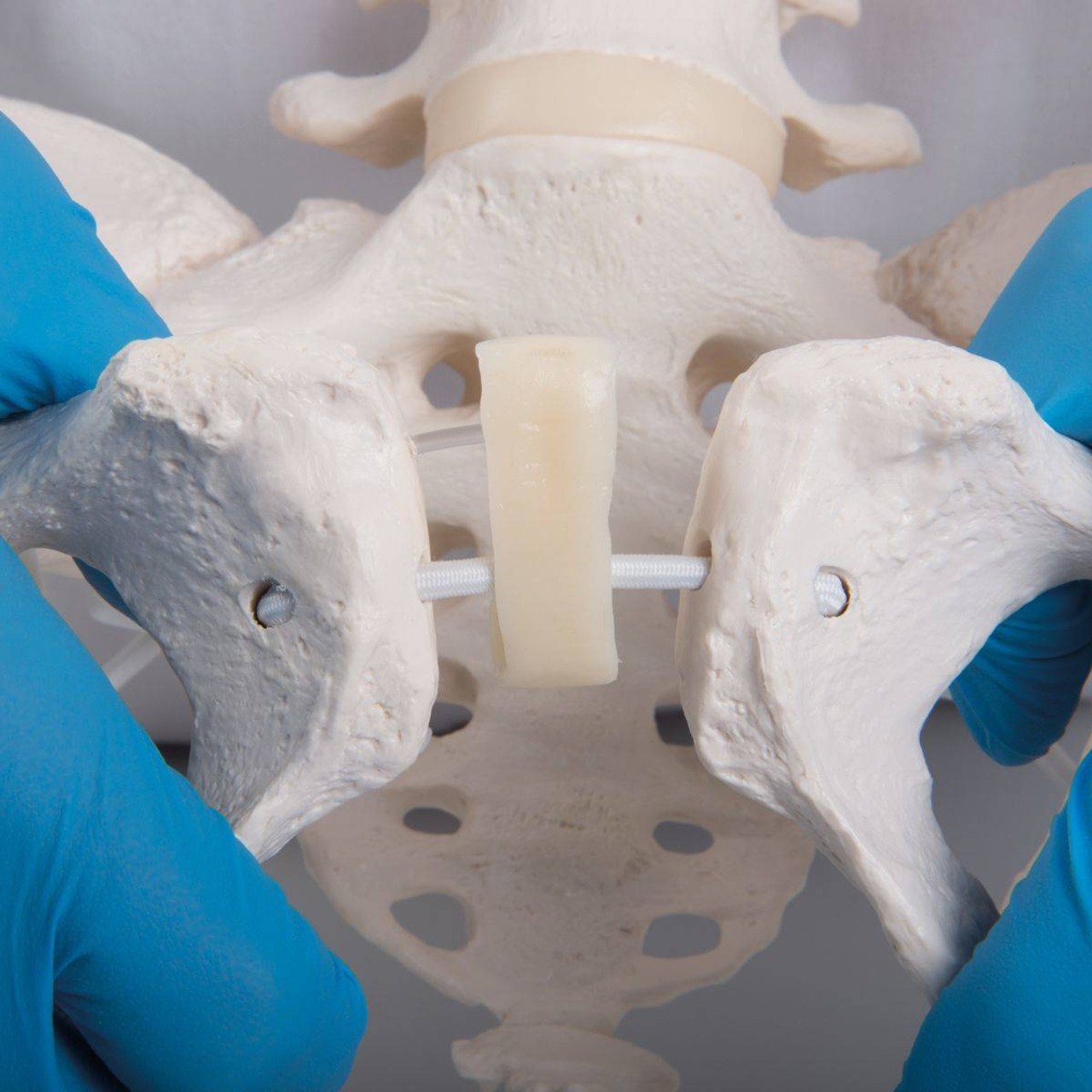Flexible Female Pelvis Including Femur Heads with Bungee Hardware