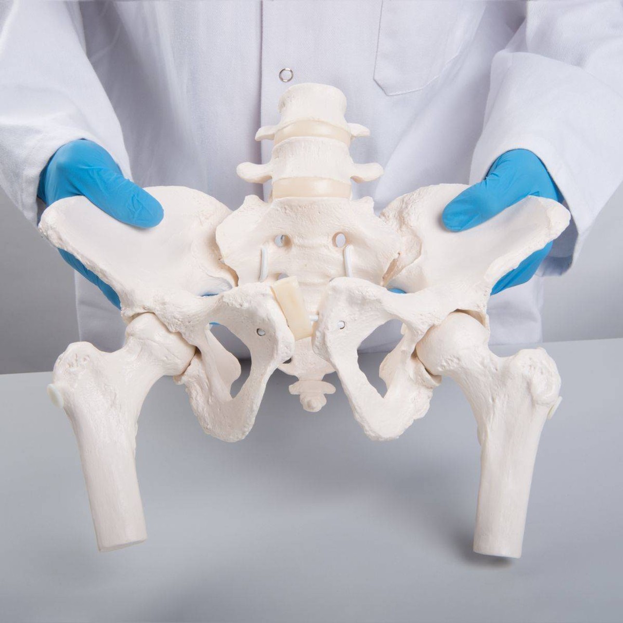 Flexible Female Pelvis Including Femur Heads with Bungee Hardware