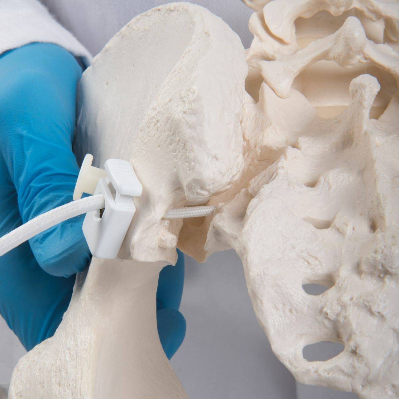 Flexible Female Pelvis Including Femur Heads with Bungee Hardware