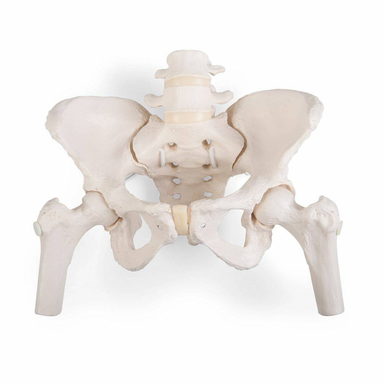 Flexible Female Pelvis Including Femur Heads with Bungee Hardware