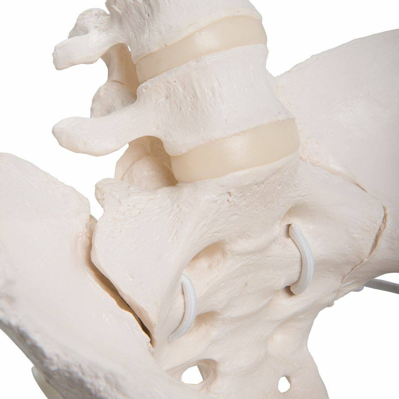 Flexible Female Pelvis Including Femur Heads with Bungee Hardware
