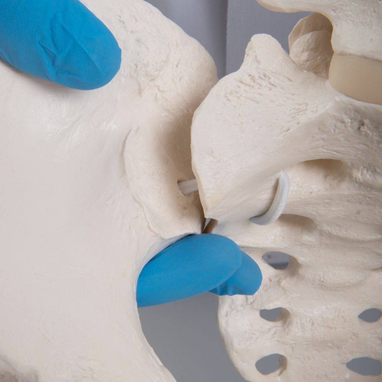 Flexible Female Pelvis Including Femur Heads with Bungee Hardware