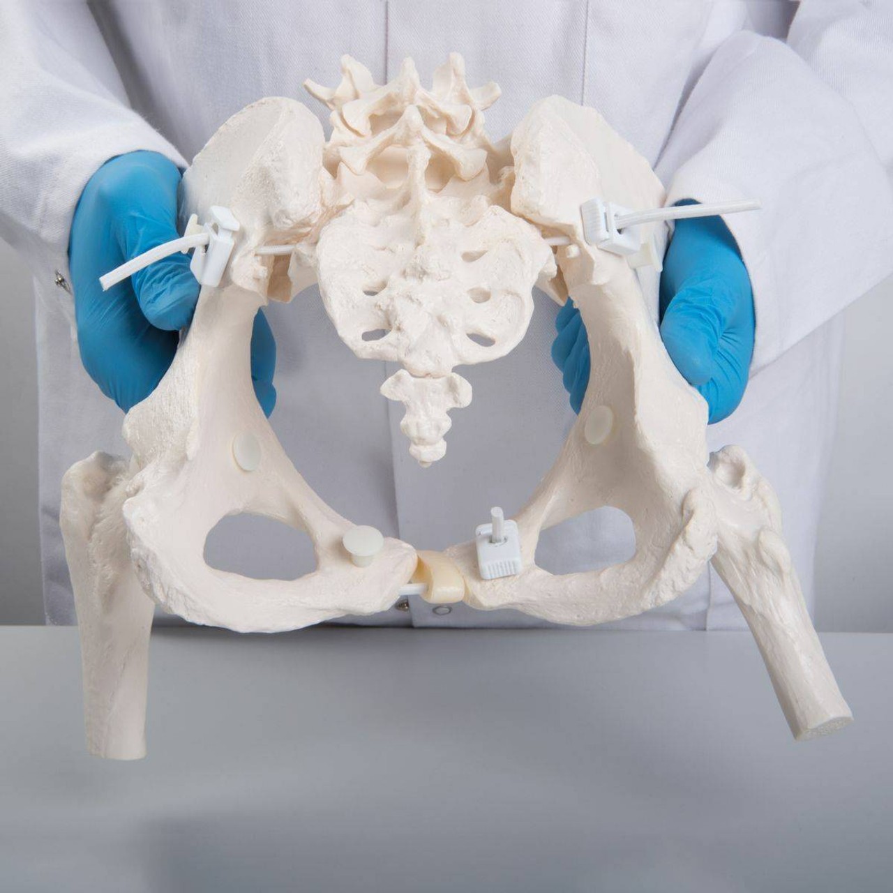 Flexible Female Pelvis Including Femur Heads with Bungee Hardware