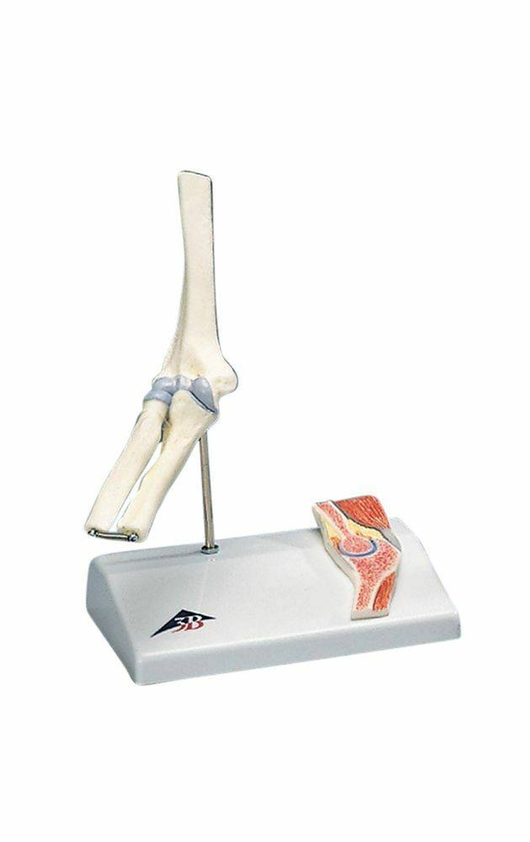 Mini Joint with Cross Section Anatomy Model Set