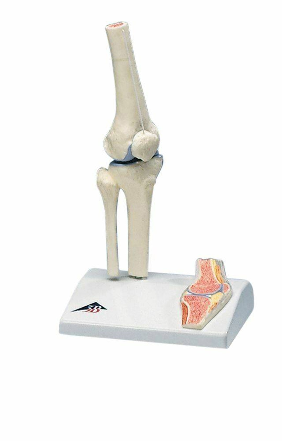 Mini Joint with Cross Section Anatomy Model Set