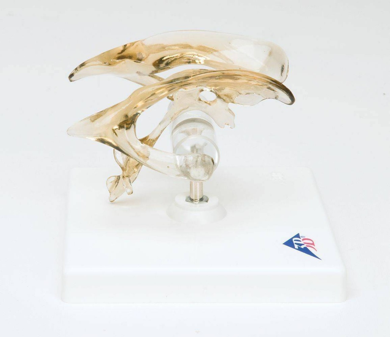 Brain and Ventricle Anatomy Model Set