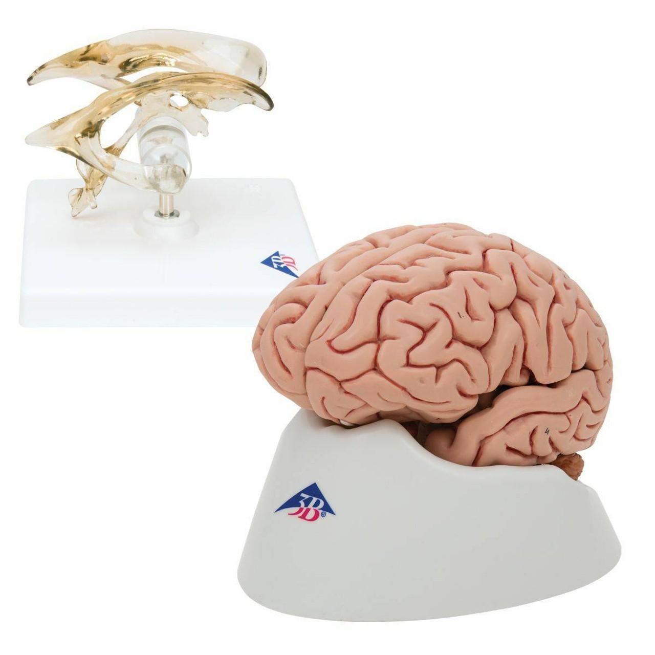 Brain and Ventricle Anatomy Model Set