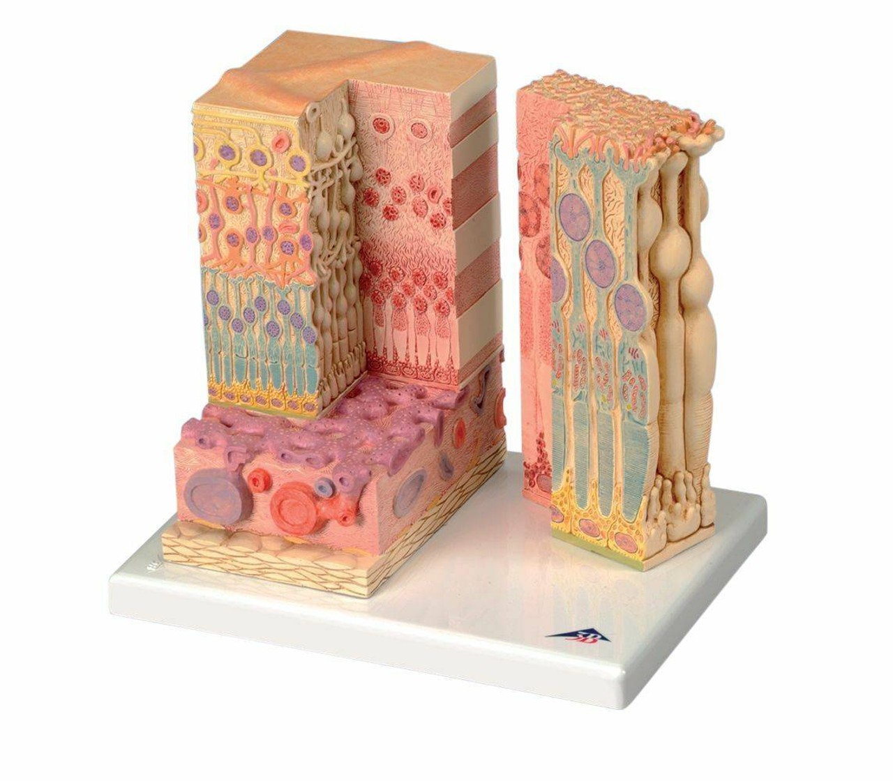 Eye Anatomy Model Set