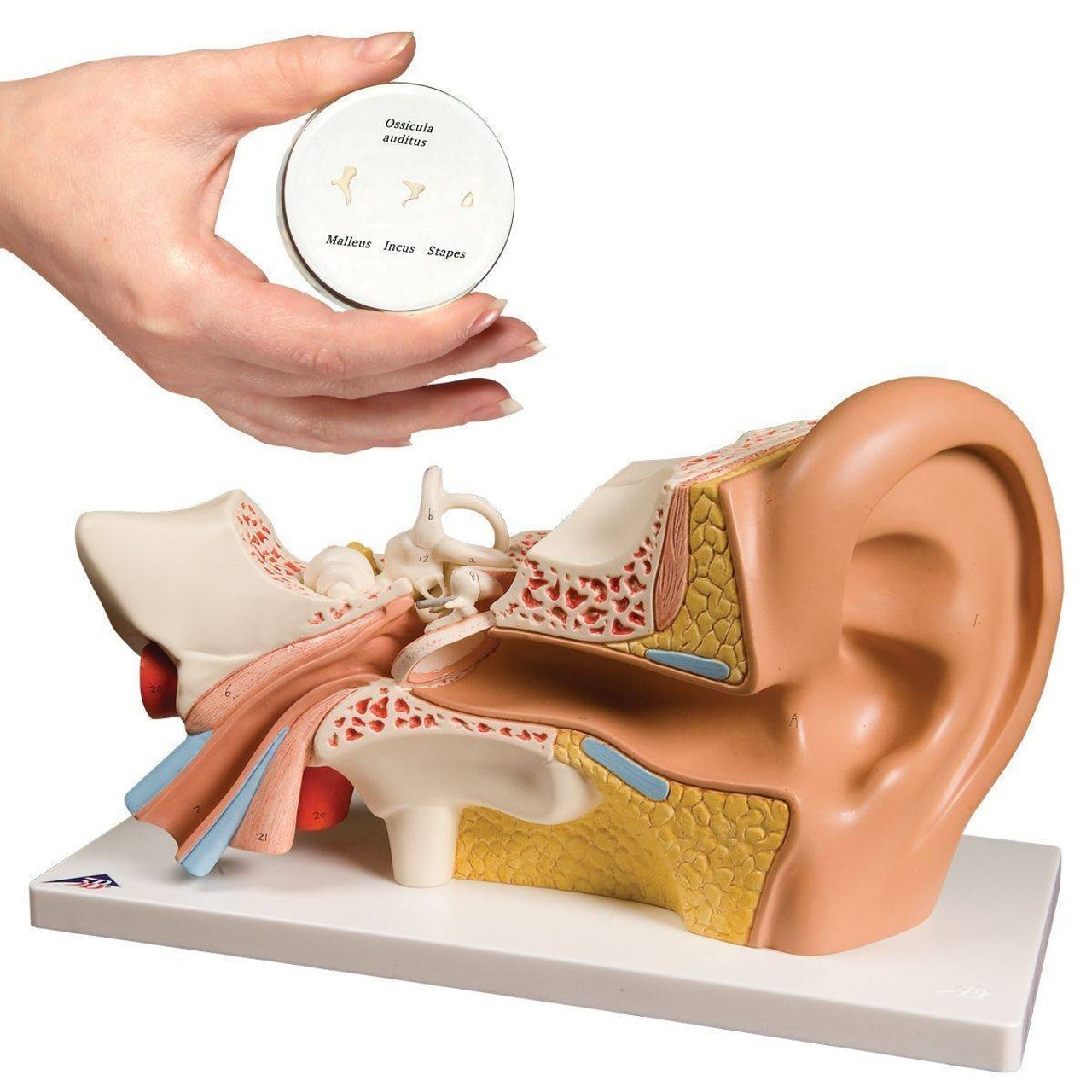 Ear Anatomy Model Set