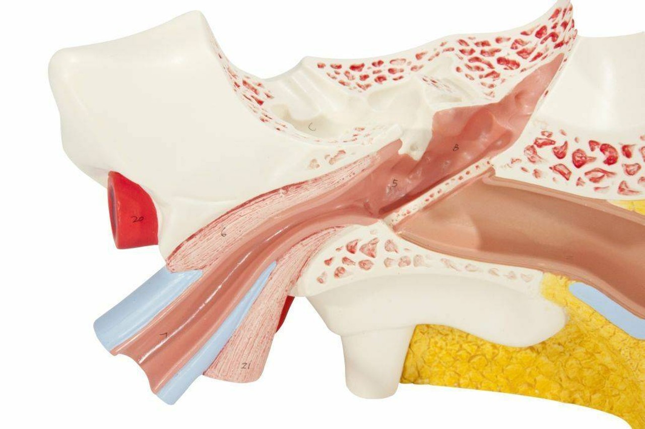 Ear Anatomy Model Set