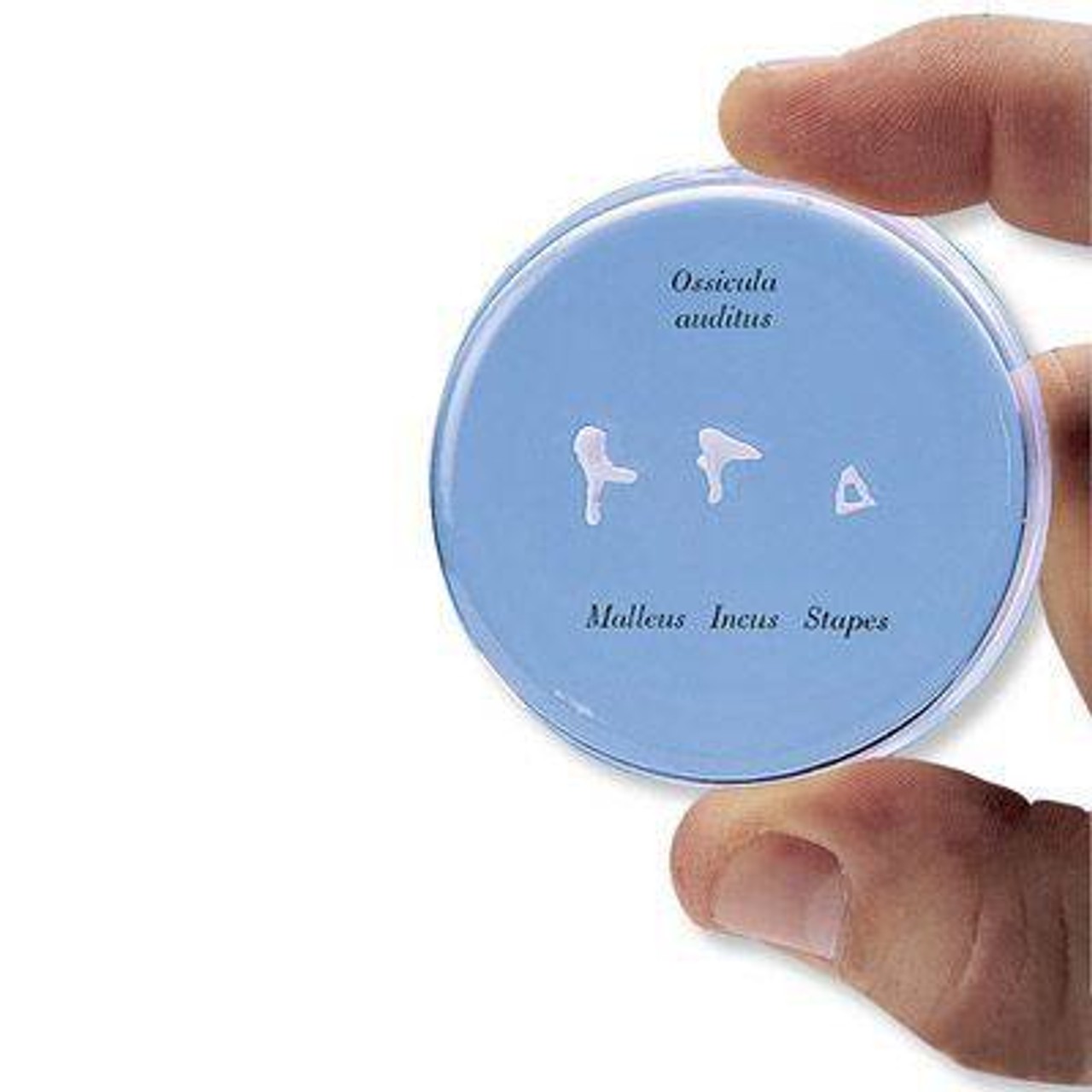 Ear Anatomy Model Set