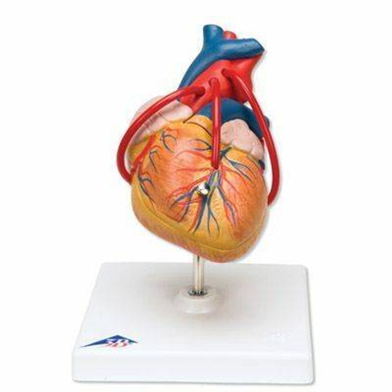 Heart Anatomy Model Set