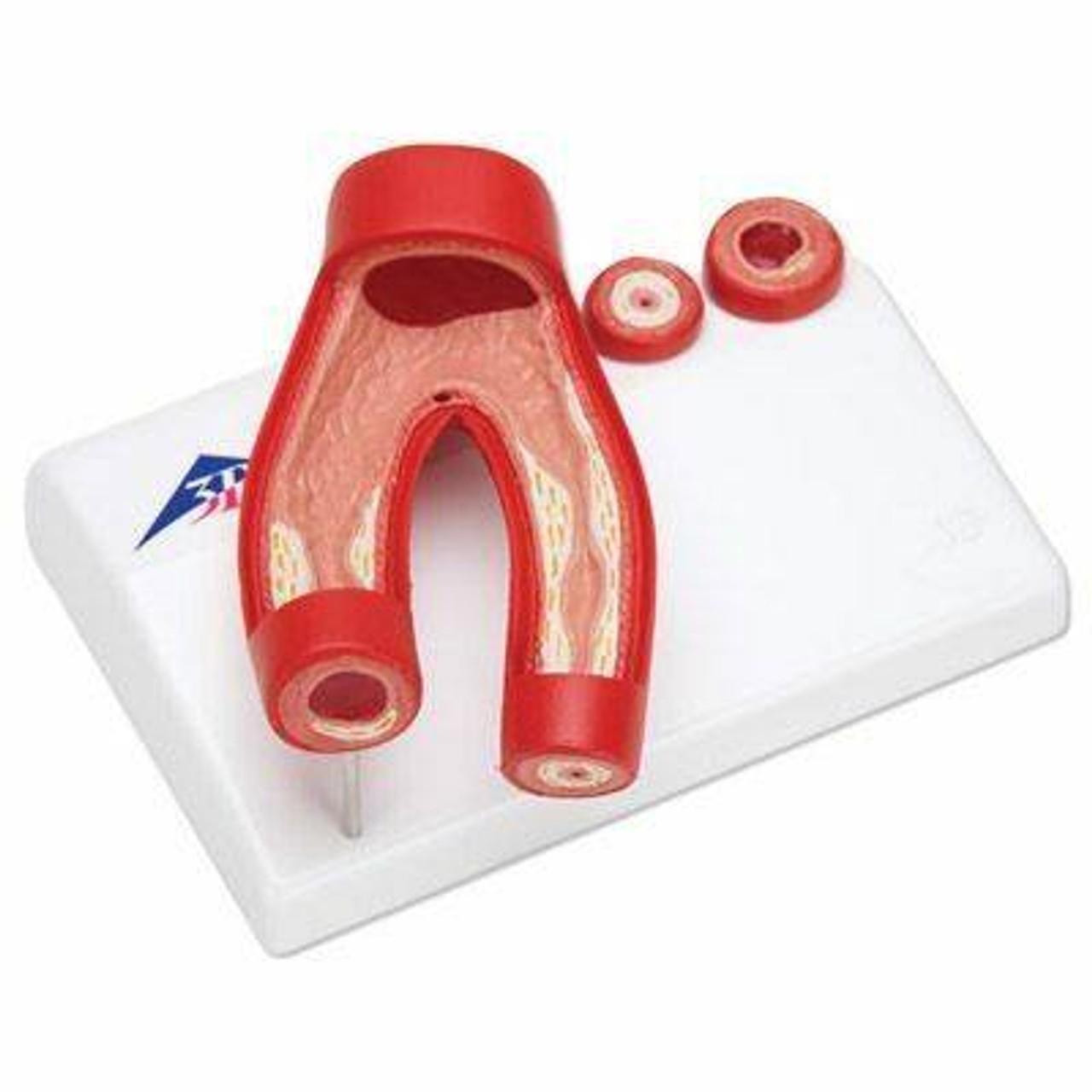 Heart Anatomy Model Set