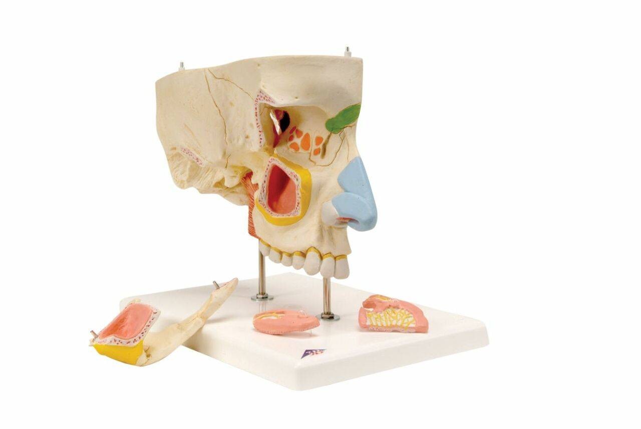 The Senses Anatomy Model Set