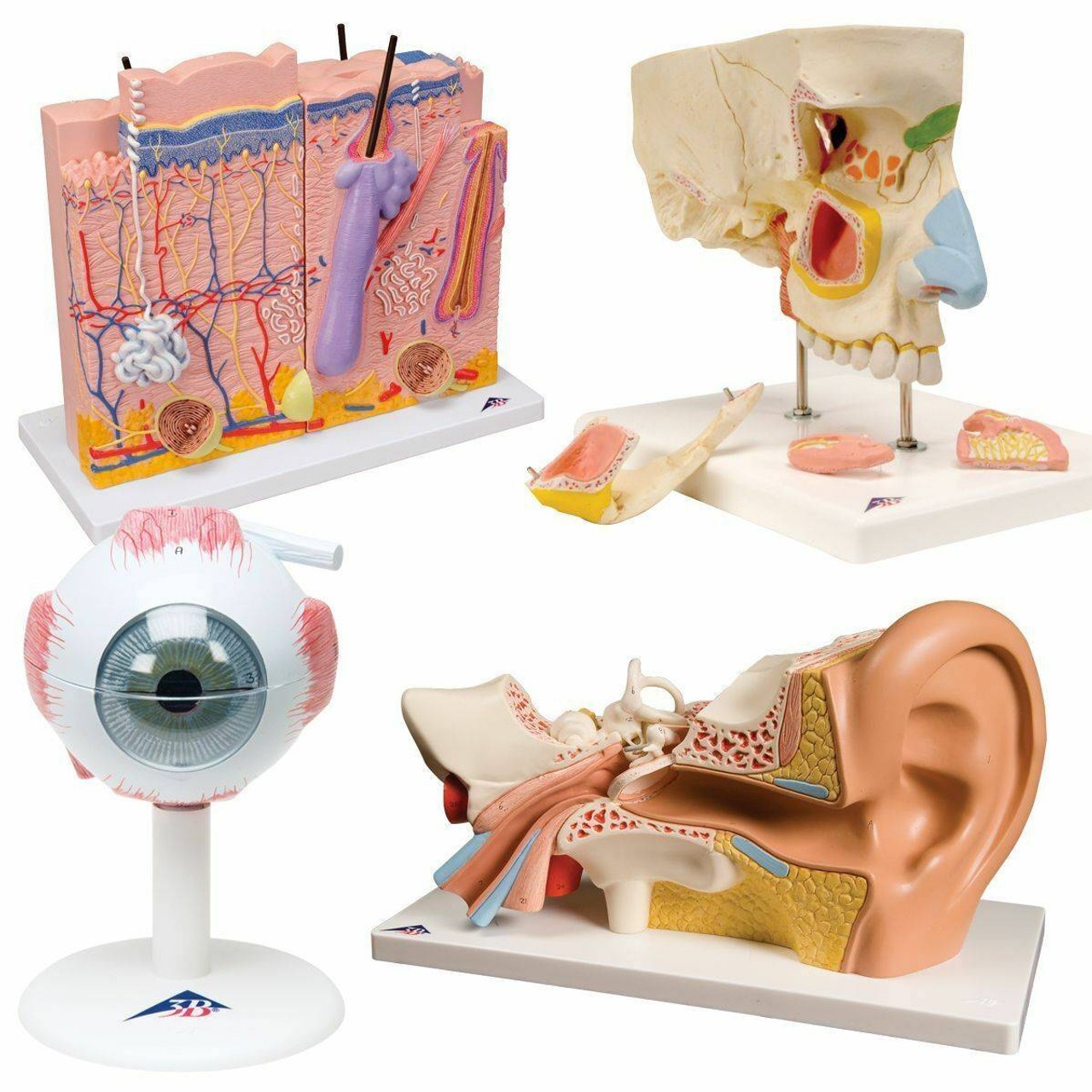 The Senses Anatomy Model Set