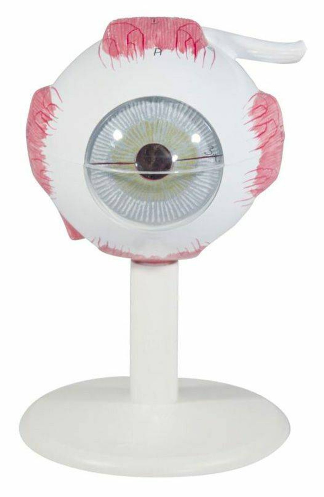 The Senses Anatomy Model Set