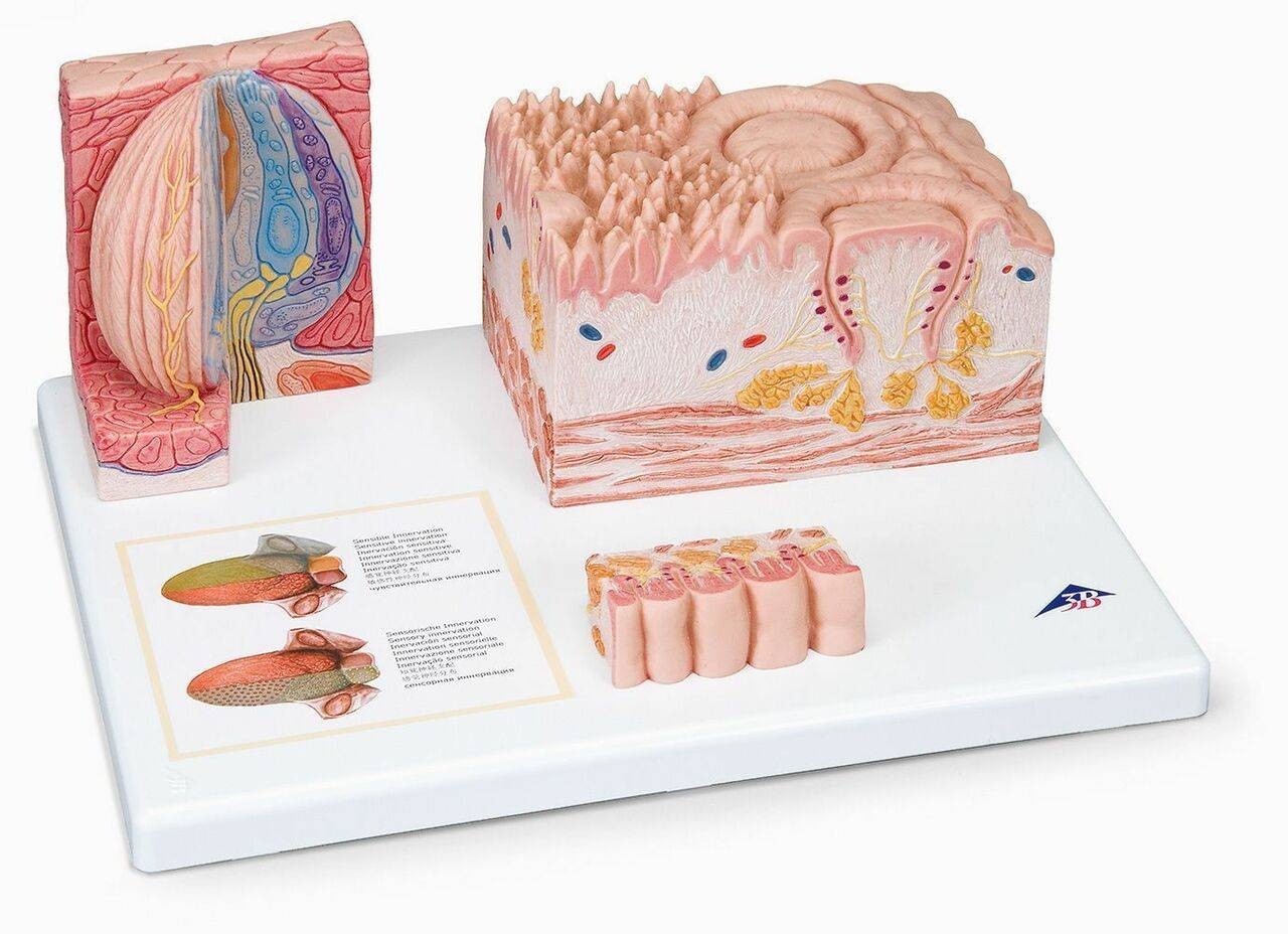 Tongue Anatomy Model Set