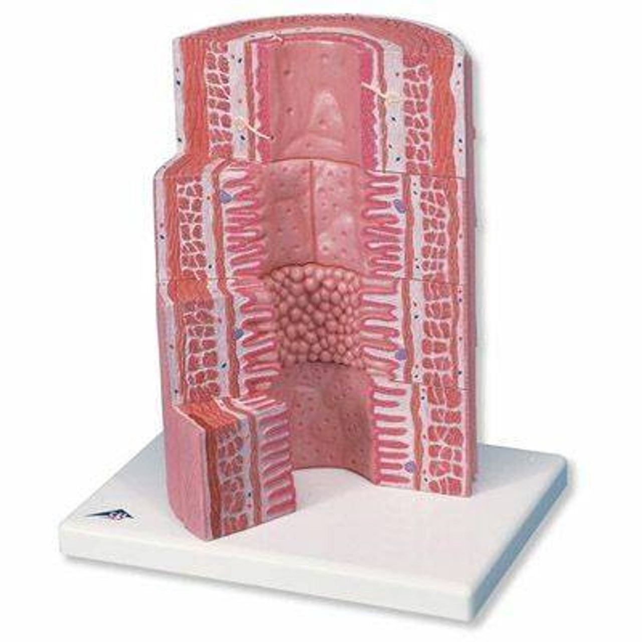 Digestive System Anatomy Model Set