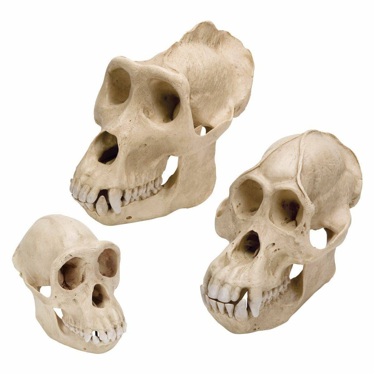 Primates Anatomy Model Set