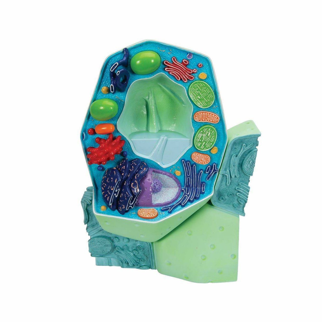 Cell Comparison Model Set