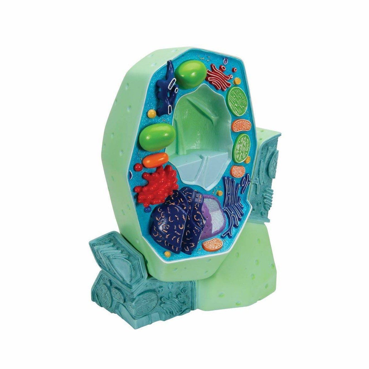 Magnified Plant Cell