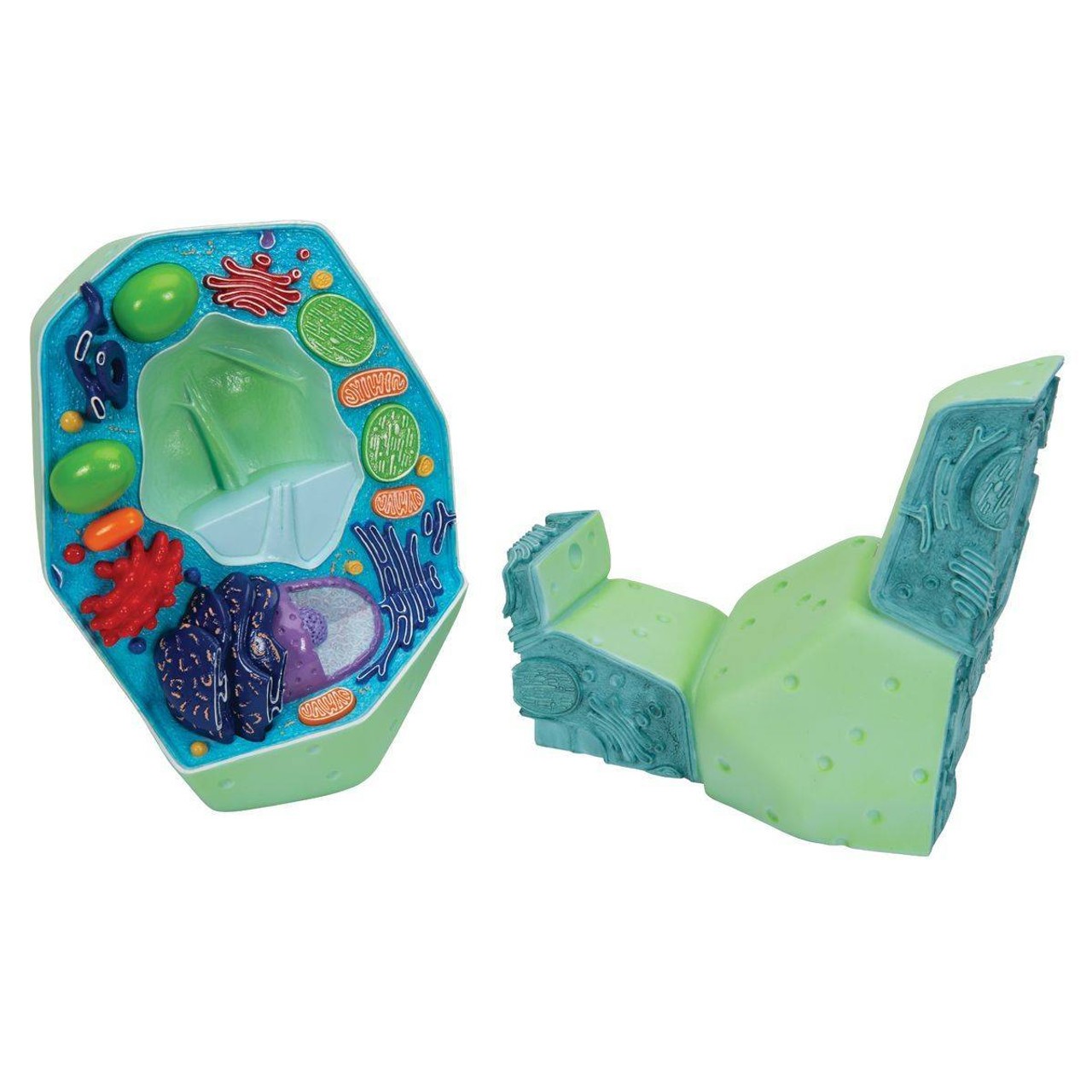 Magnified Plant Cell