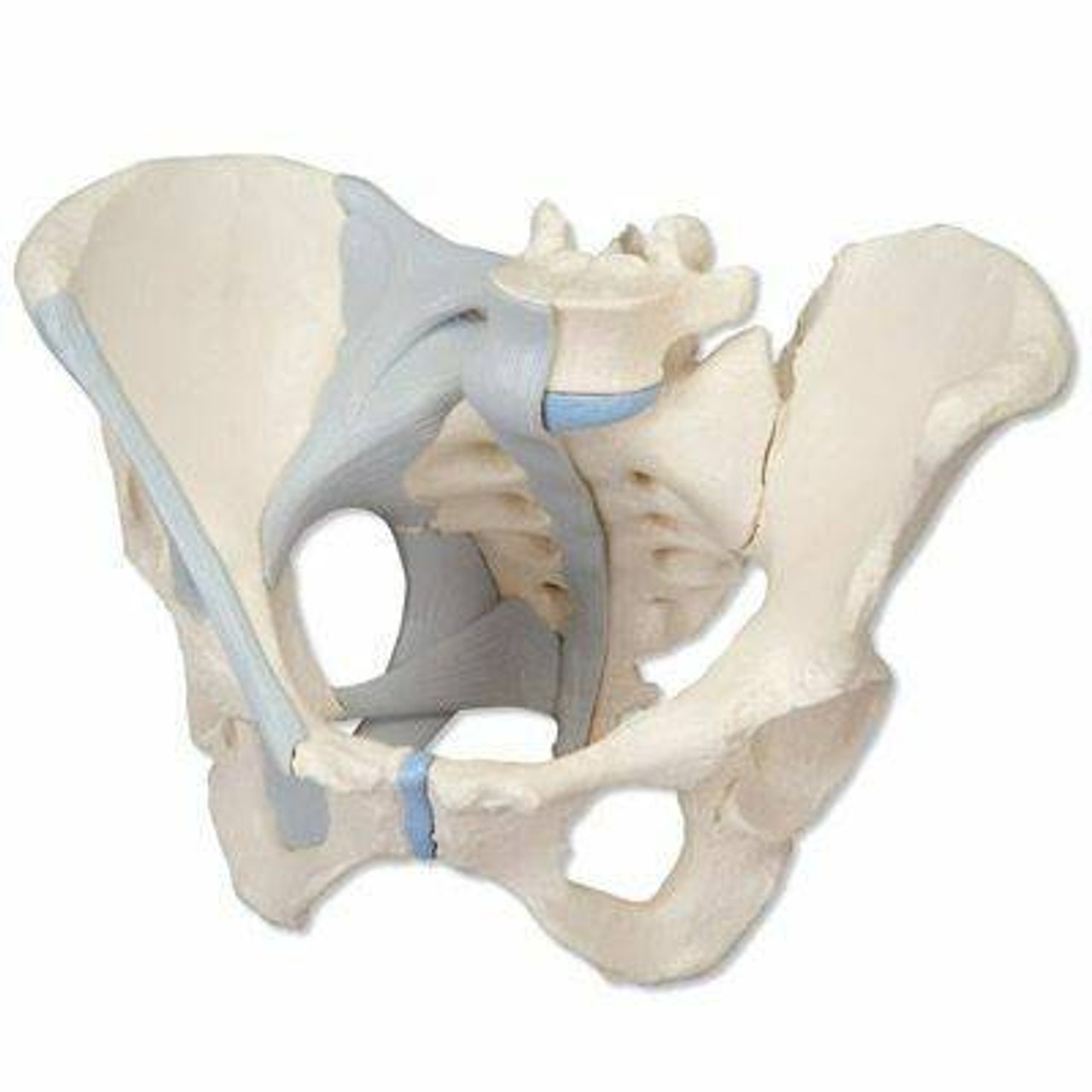 Male and Female Pelvic Skeleton with Ligaments