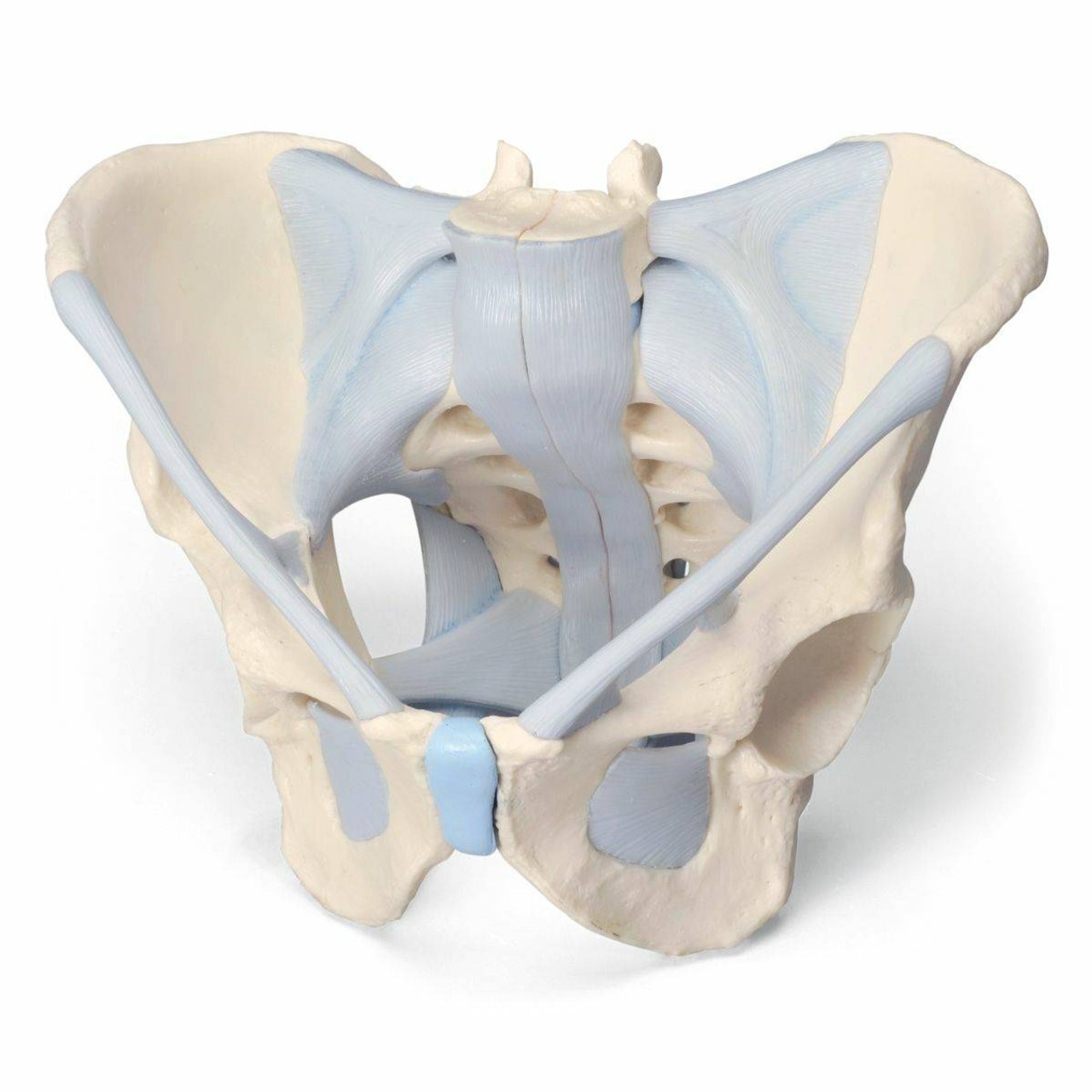Male and Female Pelvic Skeleton with Ligaments