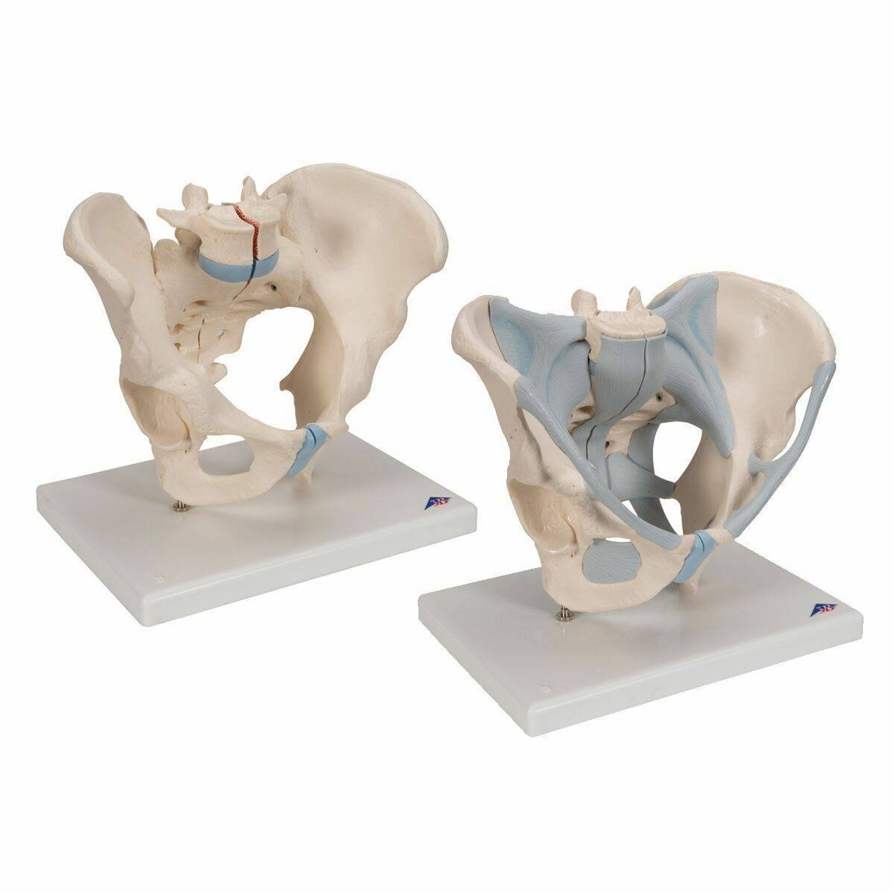 Male and Female Pelvic Skeleton with Ligaments