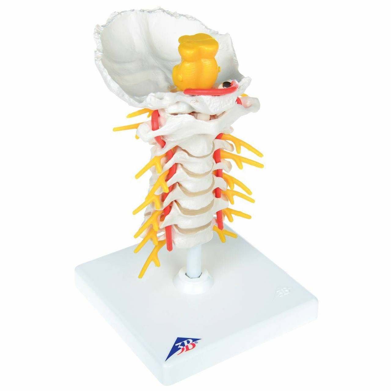 Complete Spinal Injection Trainer Kit