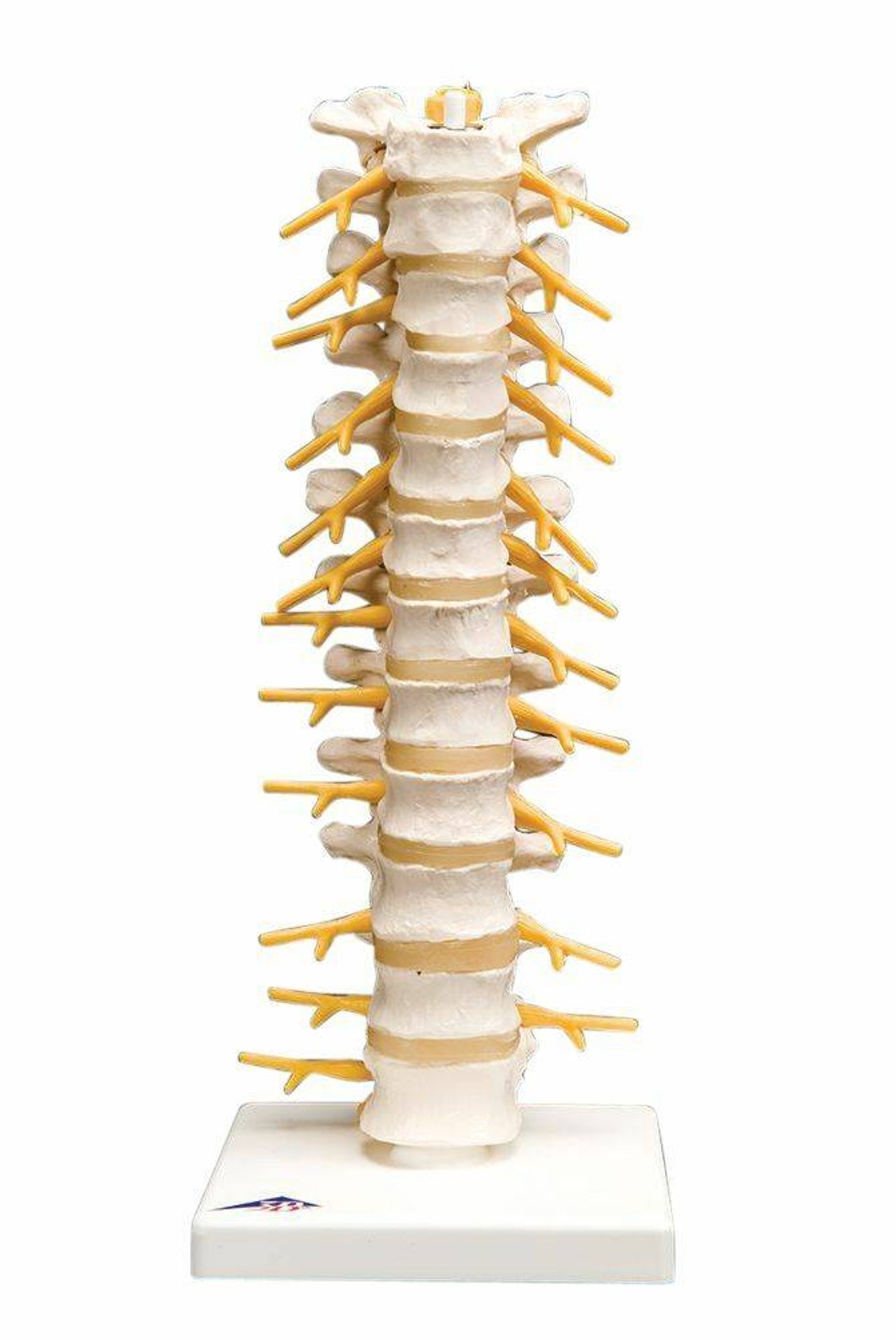 Thoracic Spinal Injection Trainer Kit