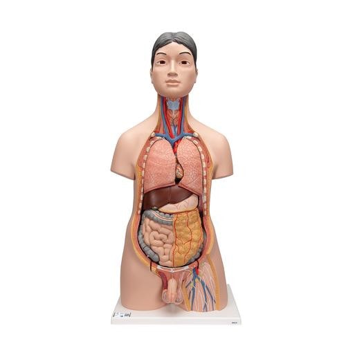3B Scientific 18 Part Deluxe Human Dual-Sex Torso Asian Anatomy
