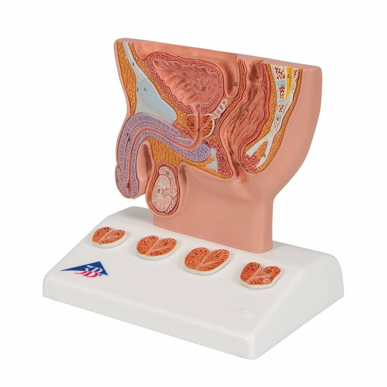 Miniature Prostate Anatomy Model