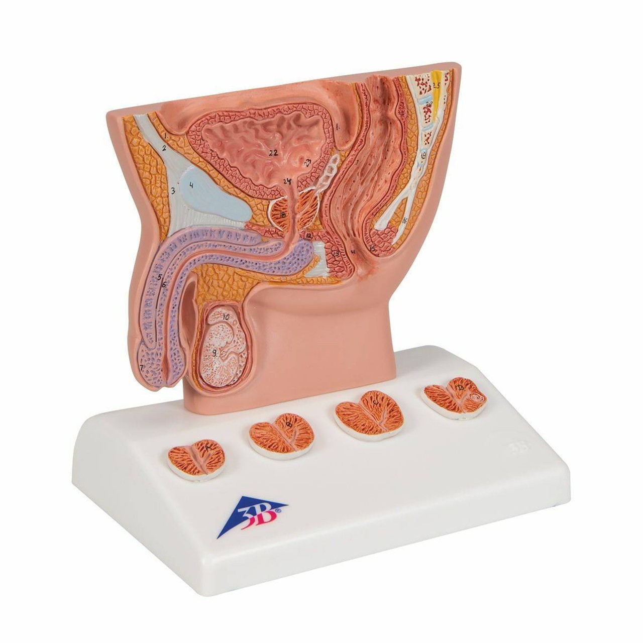 Miniature Prostate Anatomy Model