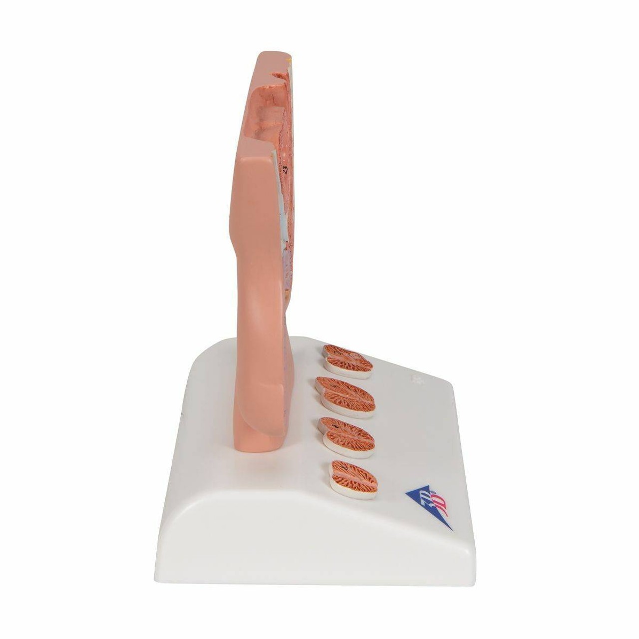 Miniature Prostate Anatomy Model