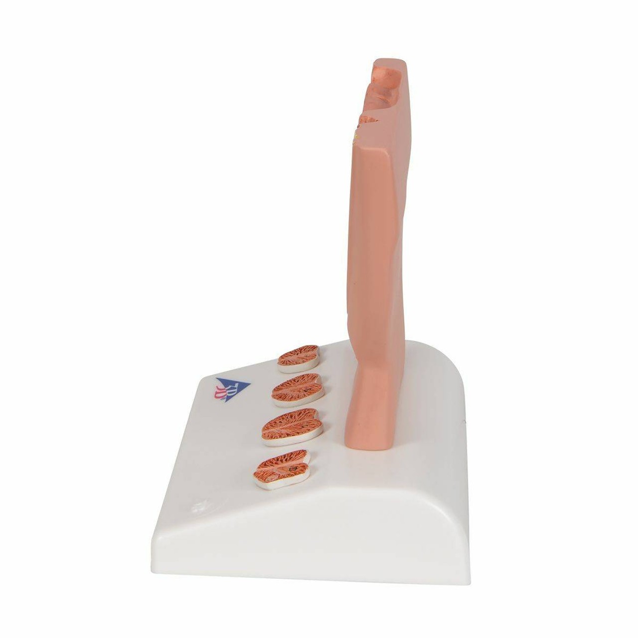 Miniature Prostate Anatomy Model