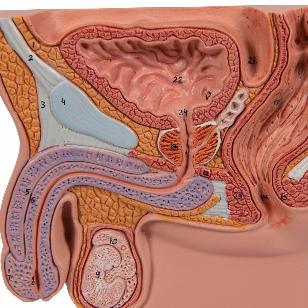 Miniature Prostate Anatomy Model