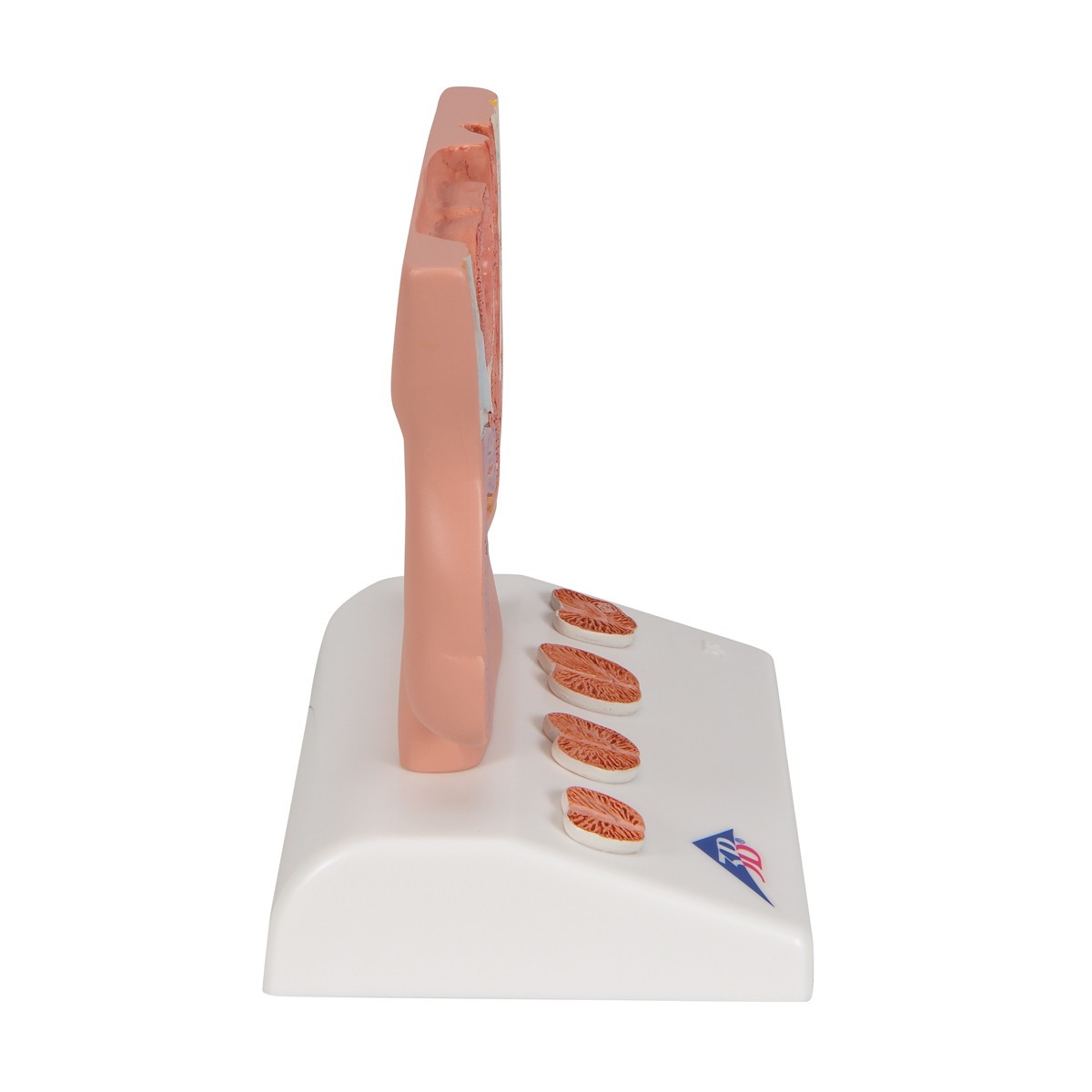 Miniature Prostate Anatomy Model