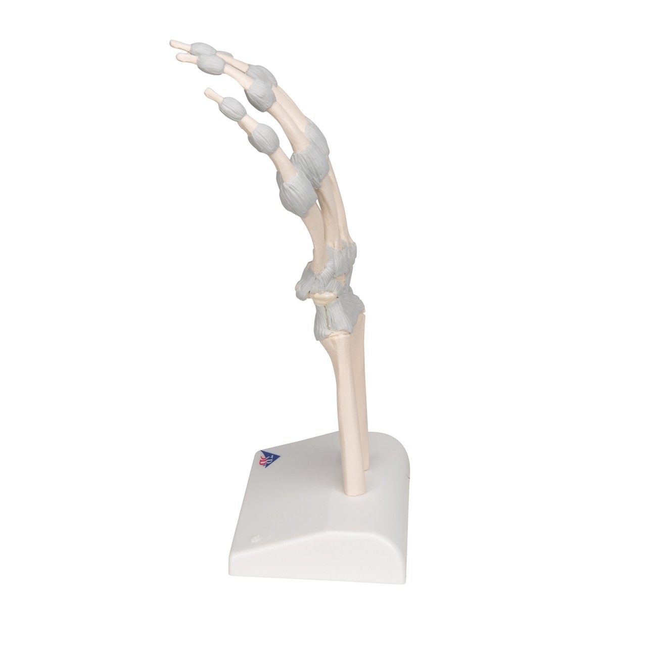 Hand Skeleton Anatomy Model with Elastic Ligaments