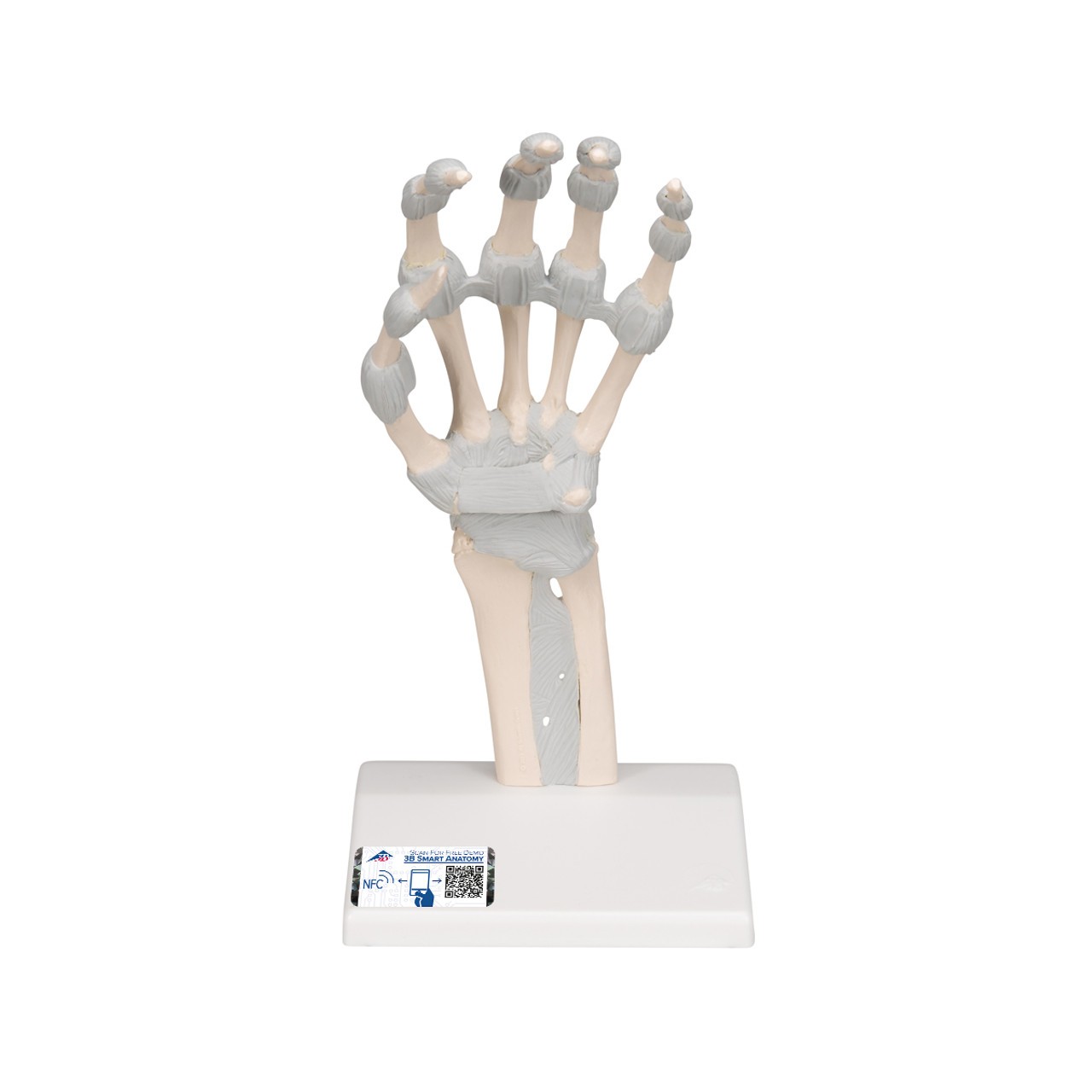 Hand Skeleton Anatomy Model with Elastic Ligaments