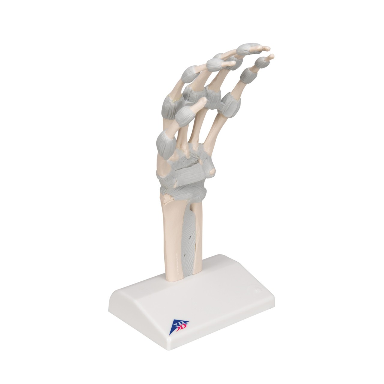 Hand Skeleton Anatomy Model with Elastic Ligaments