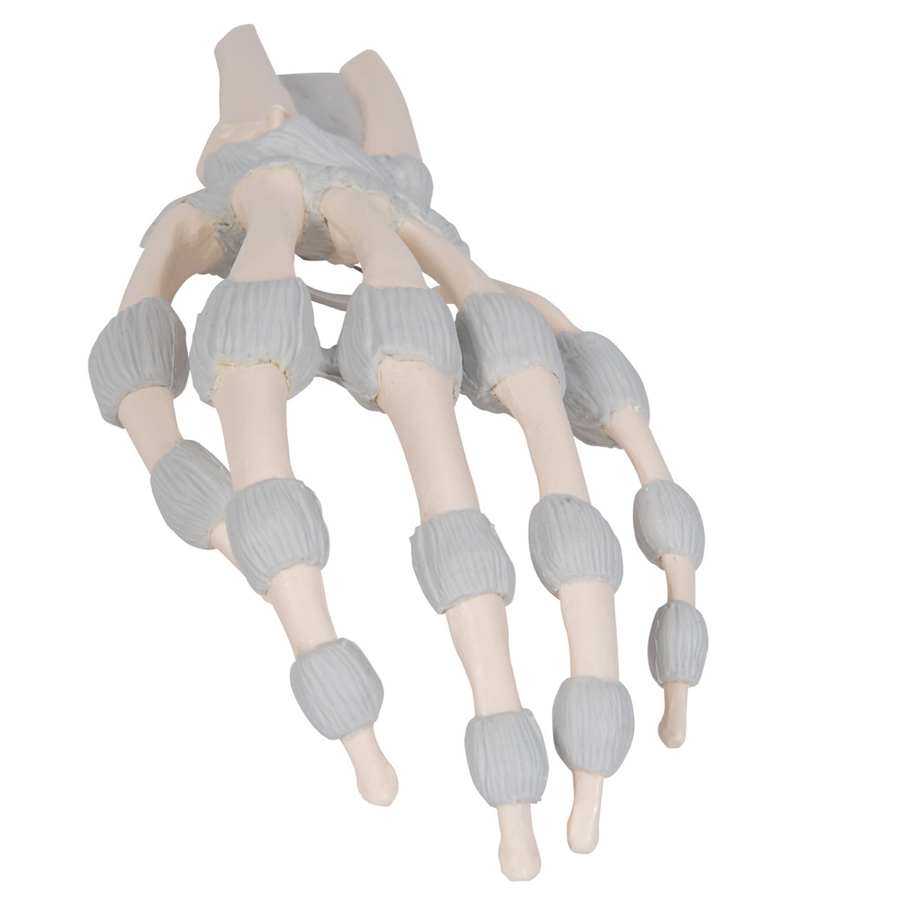 Hand Skeleton Anatomy Model with Elastic Ligaments