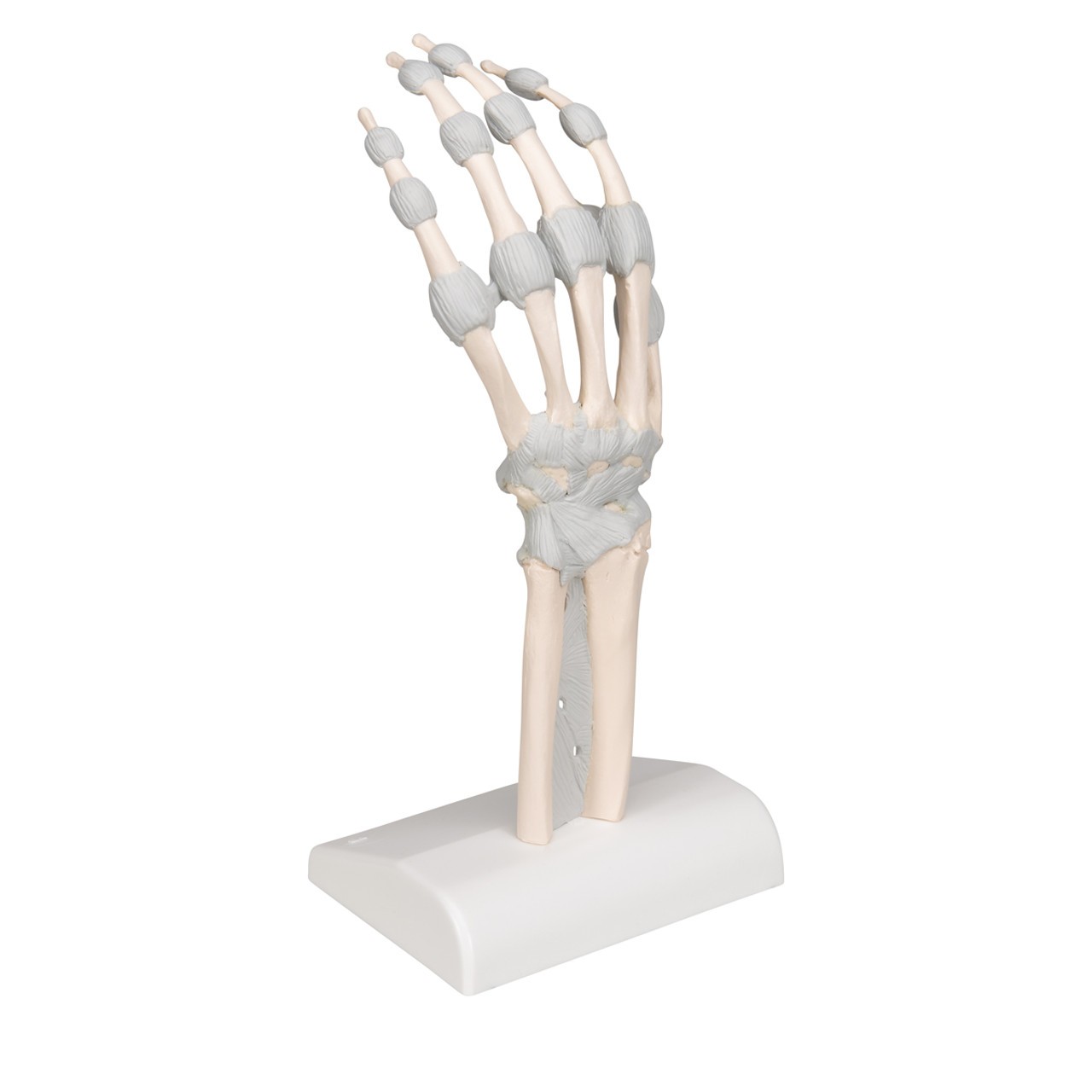 Hand Skeleton Anatomy Model with Elastic Ligaments