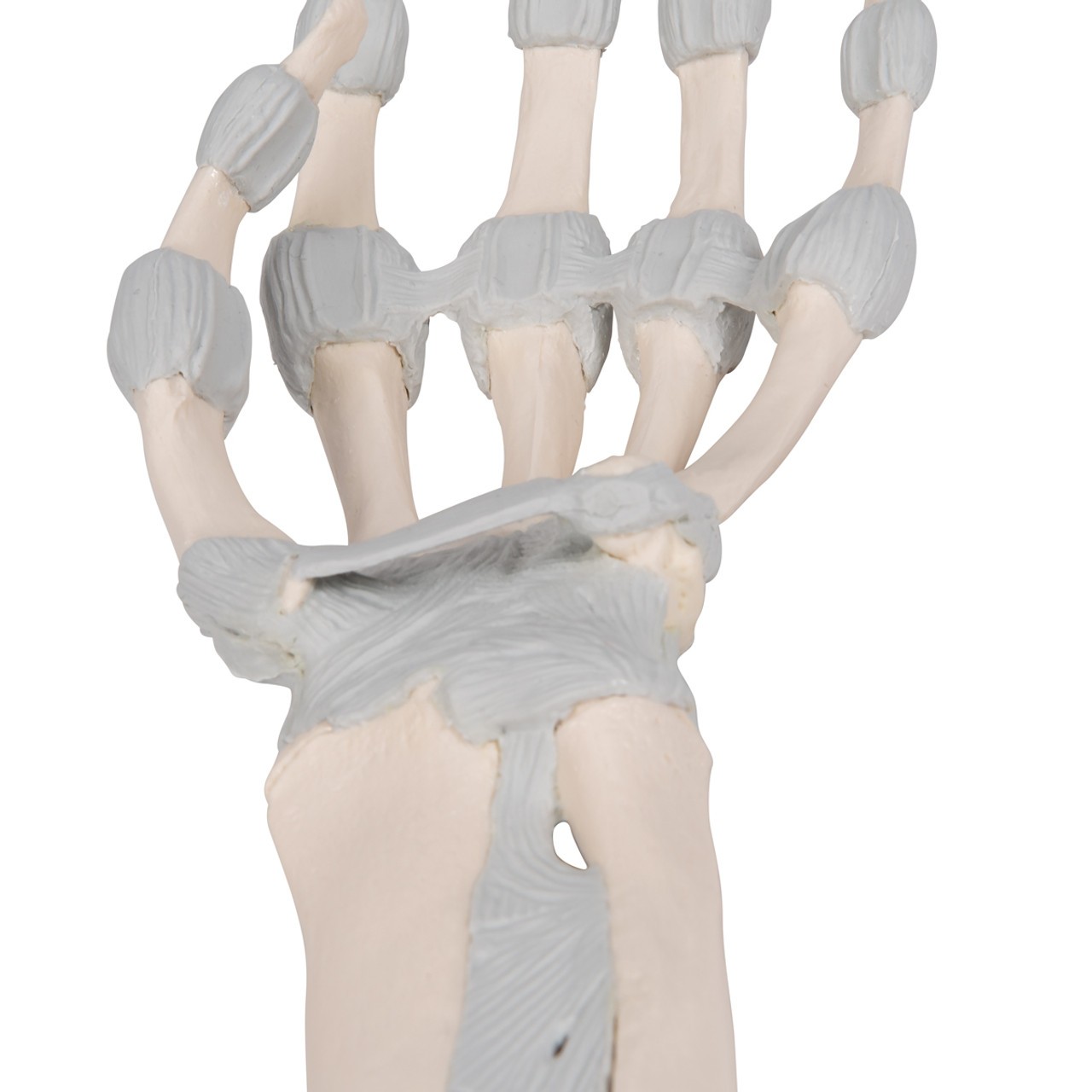Hand Skeleton Anatomy Model with Elastic Ligaments