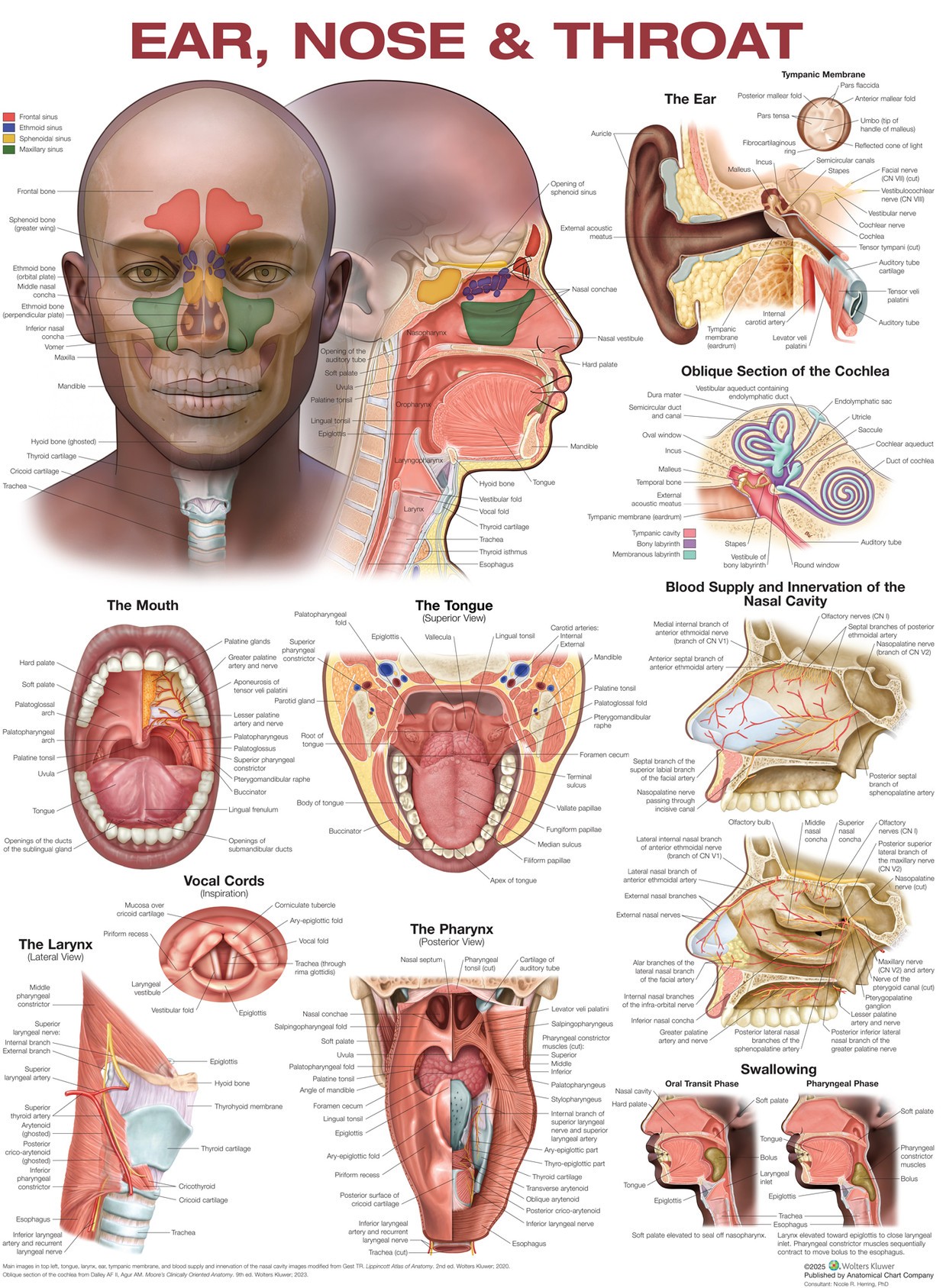 Ear Nose and Throat Laminated Anatomical Chart