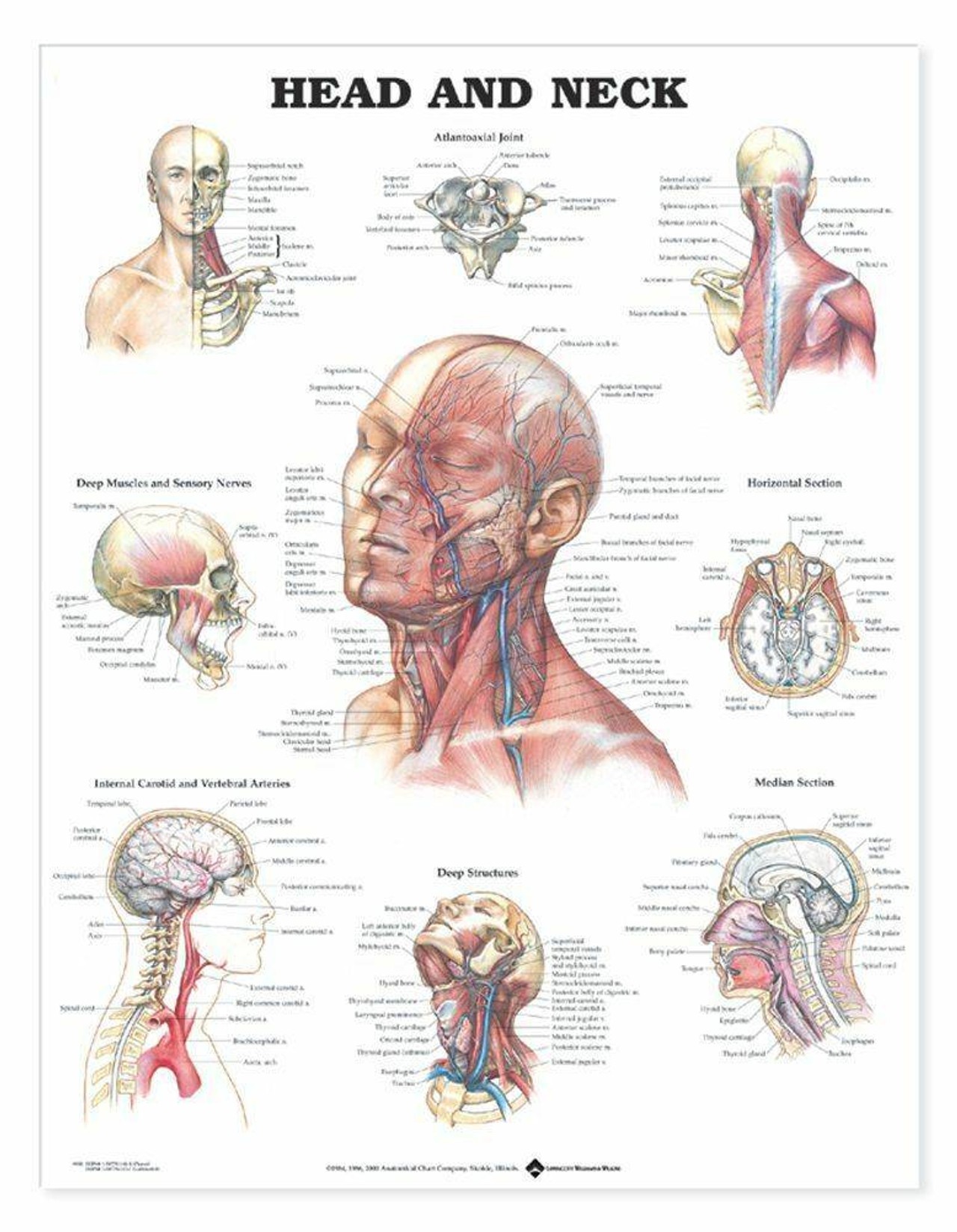 Head and Neck Laminated Anatomical Chart