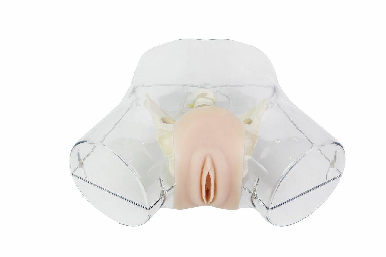 Anatomy Lab Transparent DandC Simulator Horizon