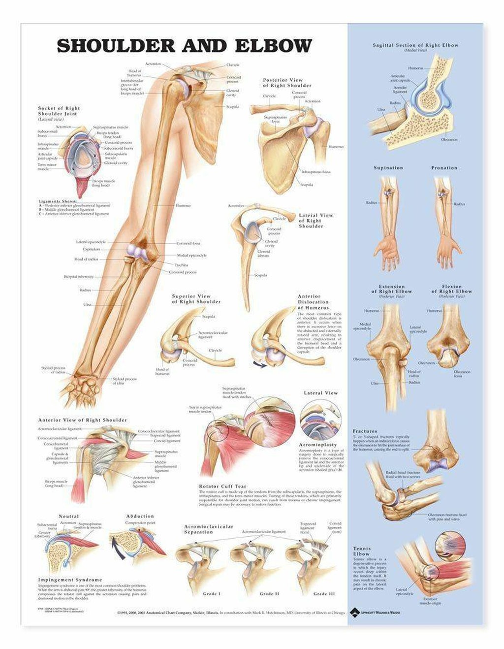 Shoulder and Elbow Anatomical Chart